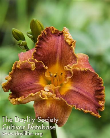 Daylily Belly Button